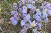 Pulsatilla grandis
